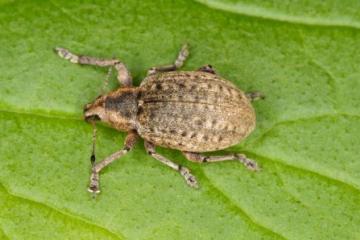 Hypera pollux Copyright: Peter Harvey