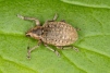 Hypera pollux 