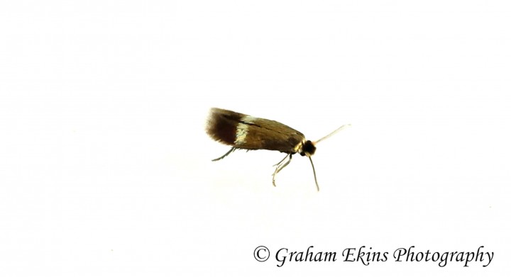 Stigmella hybnerella  GD Copyright: Graham Ekins