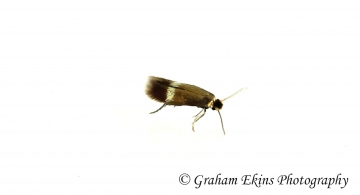 Stigmella hybnerella  GD Copyright: Graham Ekins