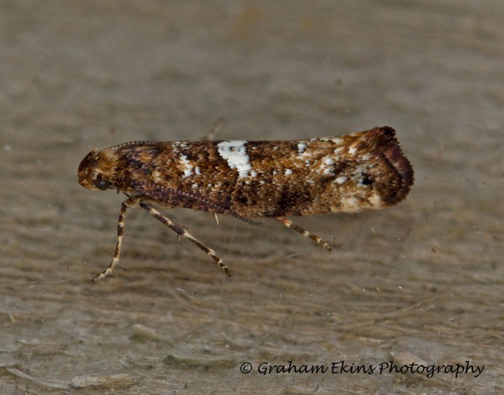 Acrolepiopsis assectella 6 Copyright: Graham Ekins