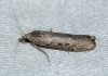 Melissoblaptes zelleri - female 