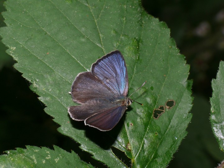 Purple Hairstreak Copyright: Peter Furze