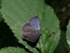 Purple Hairstreak Copyright: Peter Furze