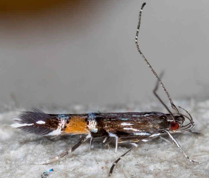 Cosmopterix pulchrimella 22-08-21 Copyright: Bill Crooks