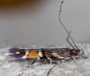 Cosmopterix pulchrimella 22-08-21 Copyright: Bill Crooks