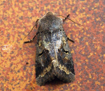 Hebrew Character aberration Copyright: Ben Sale