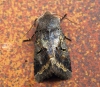 Hebrew Character aberration