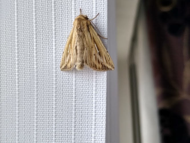 L-album Wainscot 3 Copyright: Peter Pearson