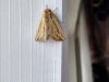 L-album Wainscot 3 