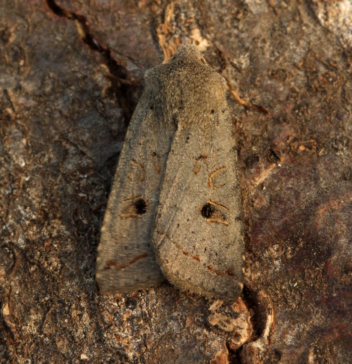 Red-line Quaker   Agrochola lota Copyright: Graham Ekins