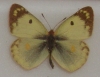 Don Down 1947 specimen