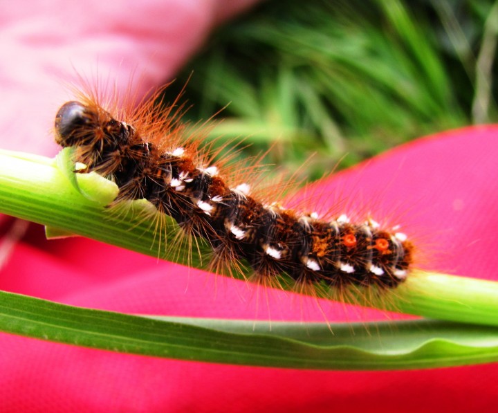 Brown-tailed Moth caterpillar Copyright: Graham Smith