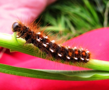 Brown-tailed Moth Caterpillar Copyright: Graham Smith