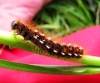 Brown-tailed Moth caterpillar 