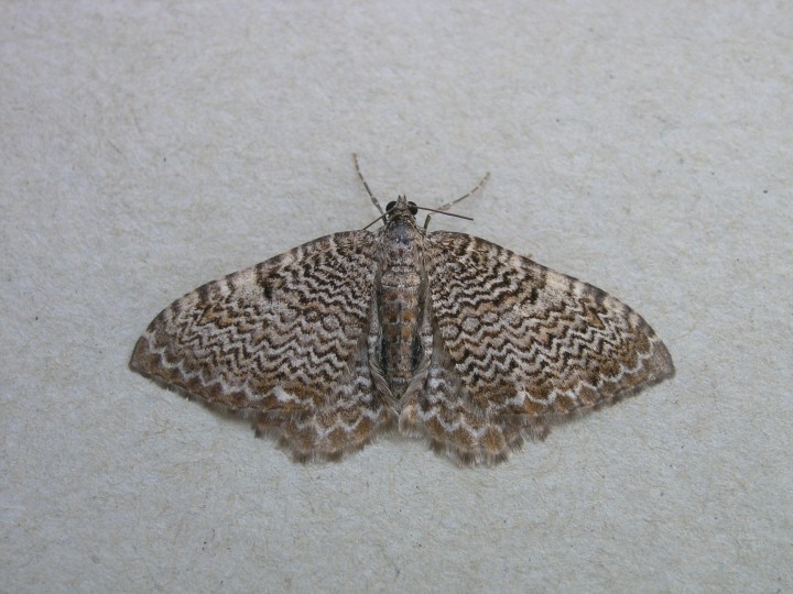 Scallop Shell 2 Copyright: Martin Anthoney