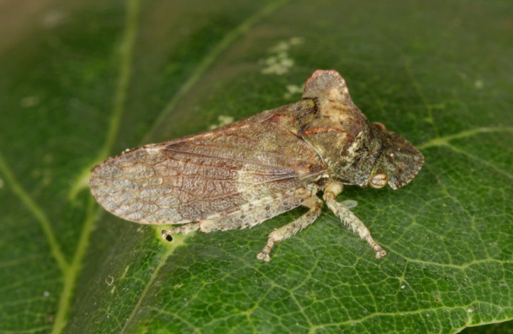 Ledra aurita adult Copyright: Peter Harvey