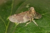 Ledra aurita adult