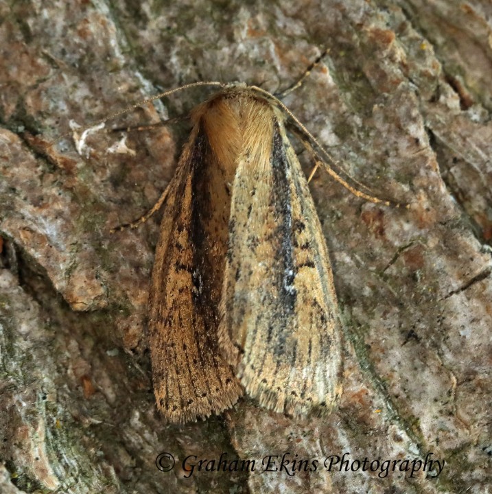 Brown-veined Wainscot    Archanara dissoluta Copyright: Graham Ekins