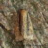 Brown-veined Wainscot    Archanara dissoluta Copyright: Graham Ekins