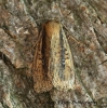 Brown-veined Wainscot    Archanara dissoluta