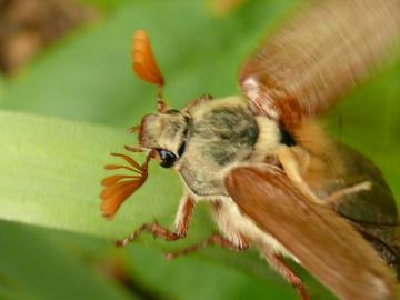 Melolontha melolontha - Common Cockchafer Copyright: P Parmenter