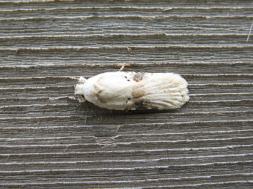 Agonopterix alstromeriana