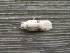 Agonopterix alstromeriana