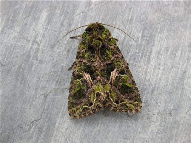 Orache Moth. Copyright: Stephen Rolls