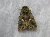 Orache Moth.