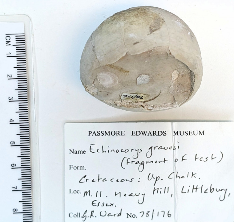 Echinoid Echinocorys gravesi Littlebury Heavy Hill M11 1978 Copyright: Essex Field Club