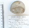Echinoid Echinocorys gravesi Littlebury Heavy Hill M11 1978 