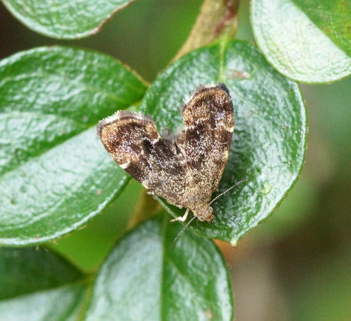 Anthophila fabriciana 1 Copyright: Ben Sale