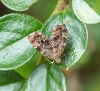 Anthophila fabriciana 1 Copyright: Ben Sale