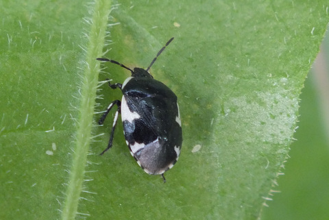 Rambur's Pied Shieldbug (Tritomegas sexmaculatus) 2 Copyright: Peter Pearson