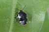 Rambur's Pied Shieldbug (Tritomegas sexmaculatus) 2 