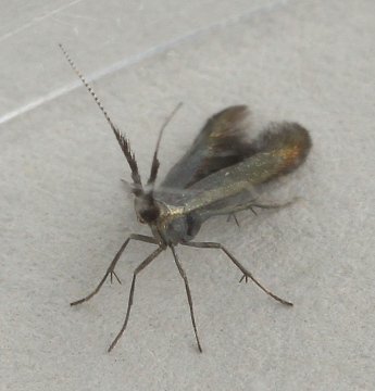 Coleophora mayrella GD Copyright: Graham Ekins