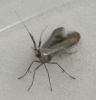 Coleophora mayrella GD