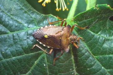 Pentatoma rufipes Copyright: Peter Harvey