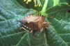 Pentatoma rufipes