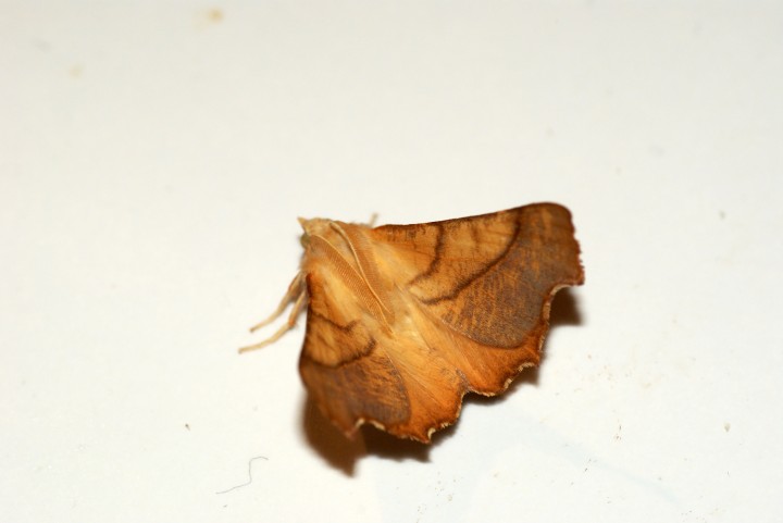 Dusky Thorn Copyright: Ben Sale