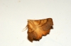 Dusky Thorn