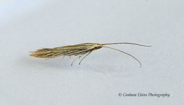 Coleophora argentula Copyright: Graham Ekins