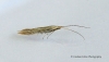 Coleophora argentula Copyright: Graham Ekins