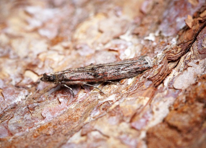 Nephopterix angustella Copyright: Ben Sale