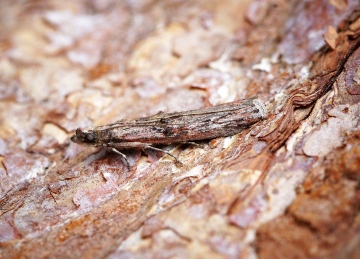 Nephopterix angustella Copyright: Ben Sale