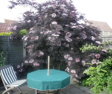 A Hadleigh garden plant Copyright: Michael Daniels