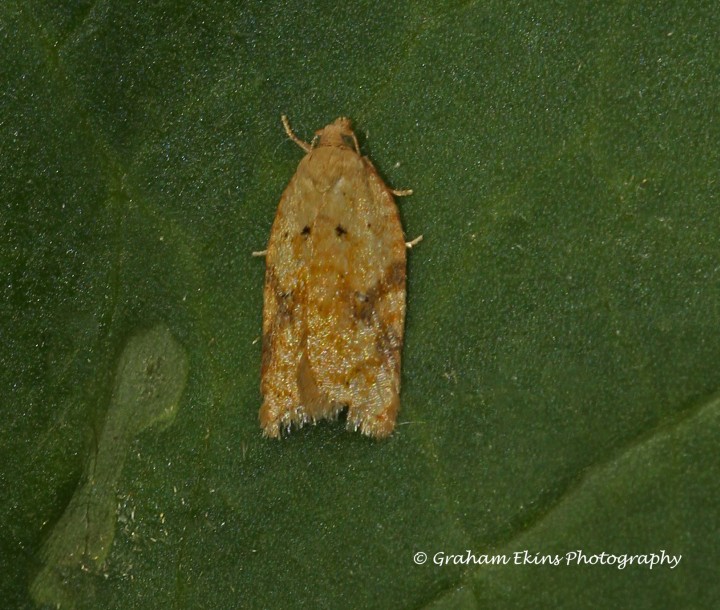 Acleris ferrugana  2 Copyright: Graham Ekins