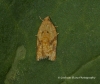 Acleris ferrugana  2 Copyright: Graham Ekins