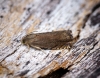 Cydia nigricana Copyright: Ben Sale